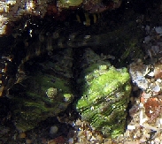 juvenile; Photo: J. Dafni
